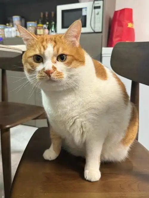 养护指南：猫咪的“隐形”求救信号，内脏损伤五大迹象！