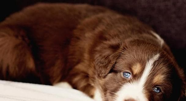 狗狗的睡眠时间与健康：从最佳睡眠时间到如何帮助狗狗睡得更好