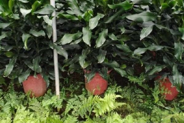 螺纹铁的养殖方法和注意事项