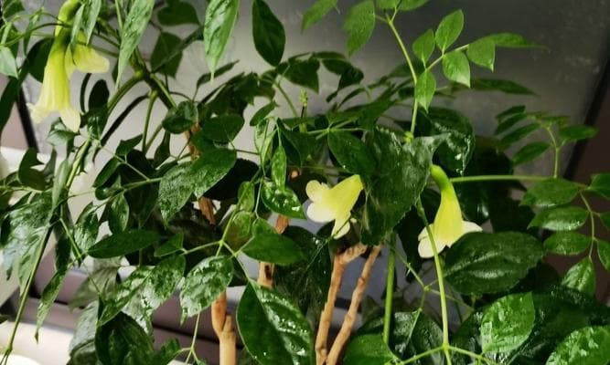 幸福树开花时间及养护技巧（了解幸福树花期，让你的家更加美丽）