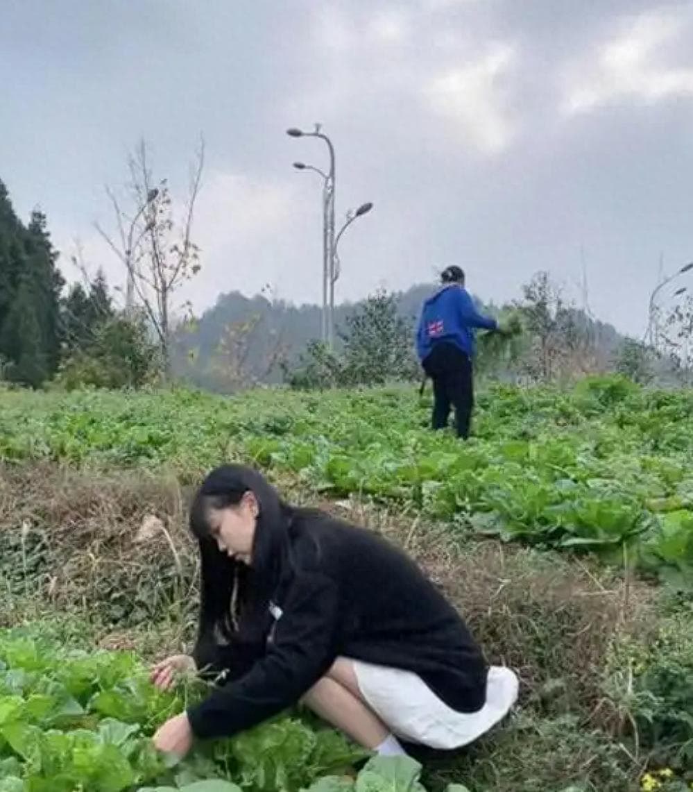 有机肥有多少种？哪些含氮肥、磷肥和钾肥？哪些有机肥最有效果？