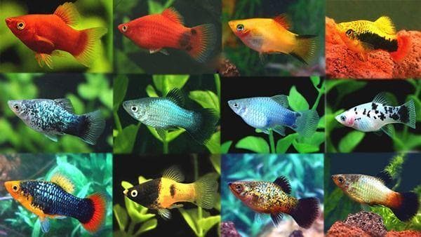 认识 20 种最受欢迎的淡水观赏鱼：从新手到进阶玩家的完美指南