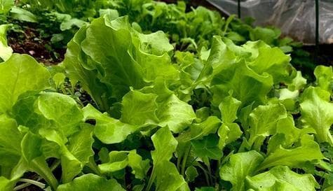 黄泥土蔬菜种植全攻略（优质土壤种出健康果蔬）