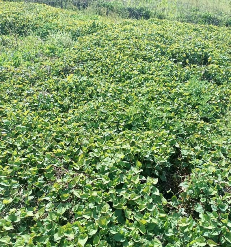 鱼腥草的种植与养护（从选种到收成，解密鱼腥草种植秘籍）