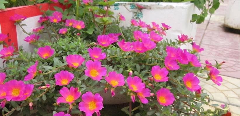 探秘向日葵开花时间（了解向日葵花期，品味生命之美）