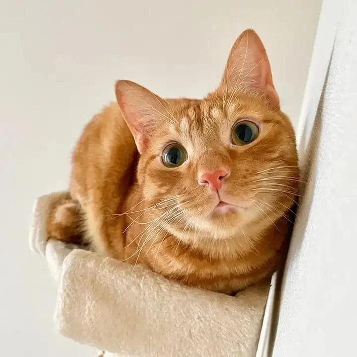 主人要去上班，可爱橘猫立马变身八爪鱼抱住手臂：不准走啦