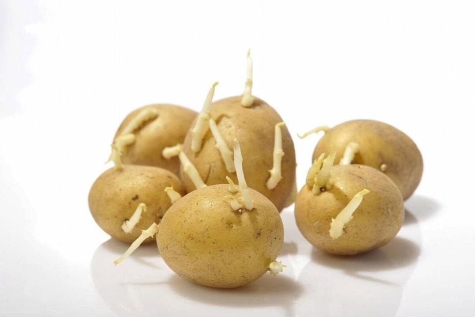 发芽土豆含有什么毒素？一文读懂如何安全食用土豆