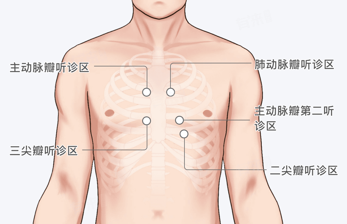各瓣膜听诊区部位