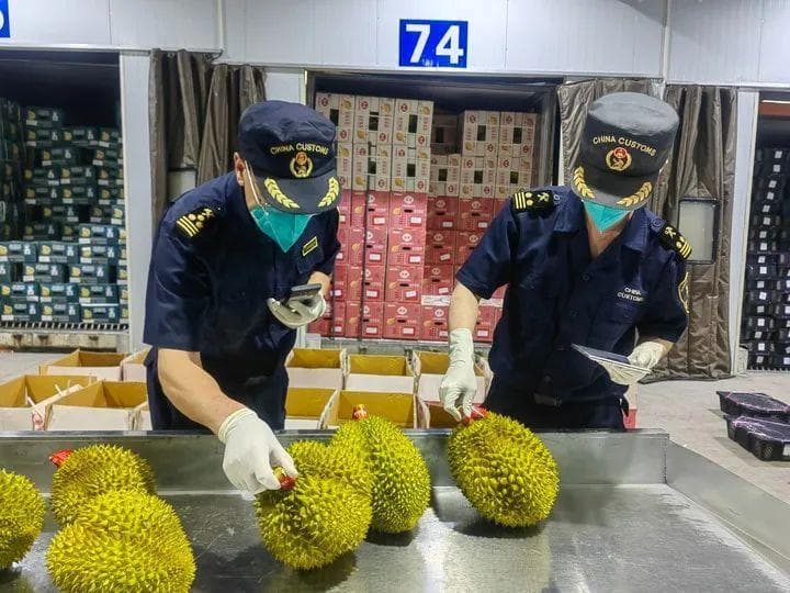 实现舌尖上的“榴莲自由”还远吗？