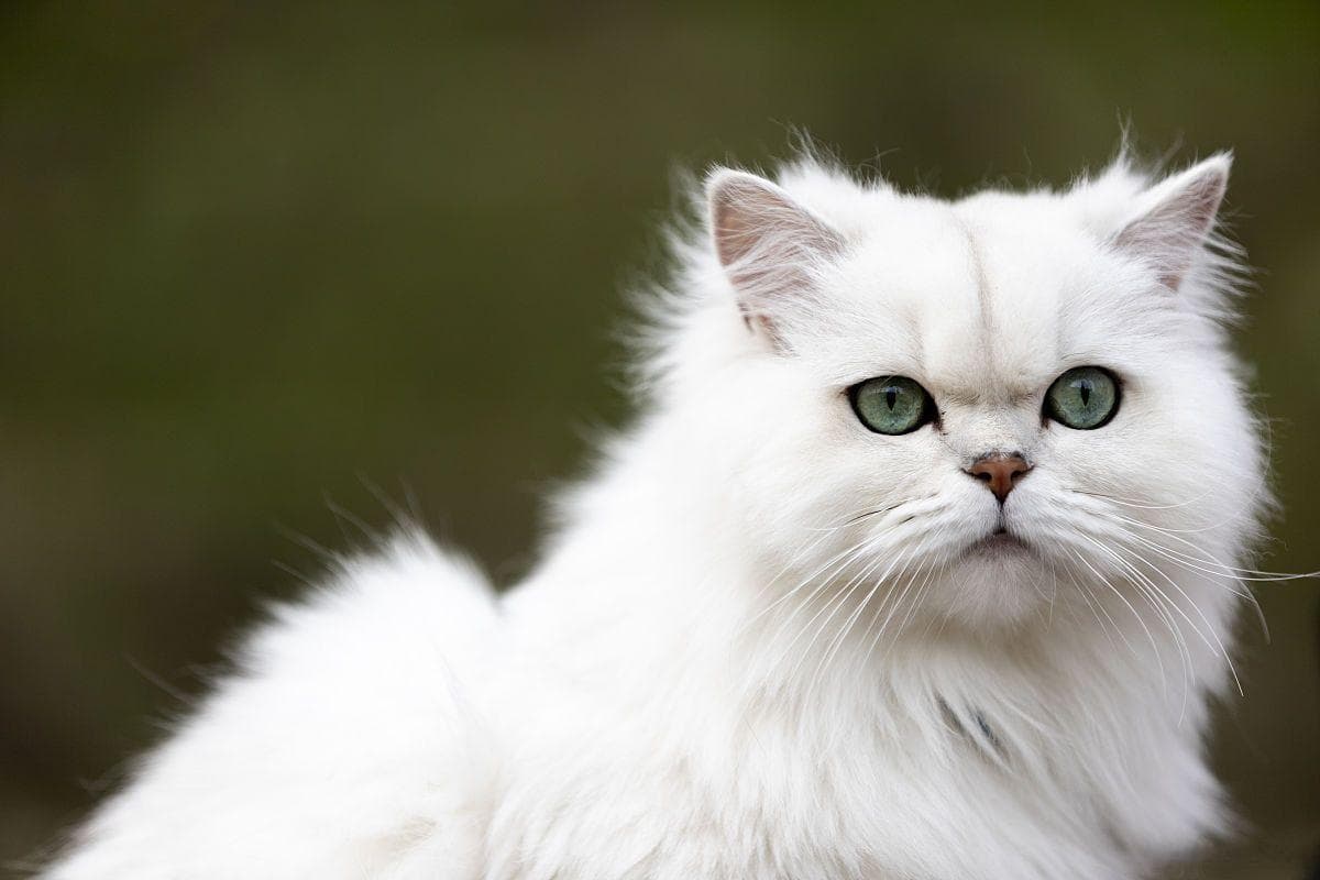 猫咪应激症状及应对指南
