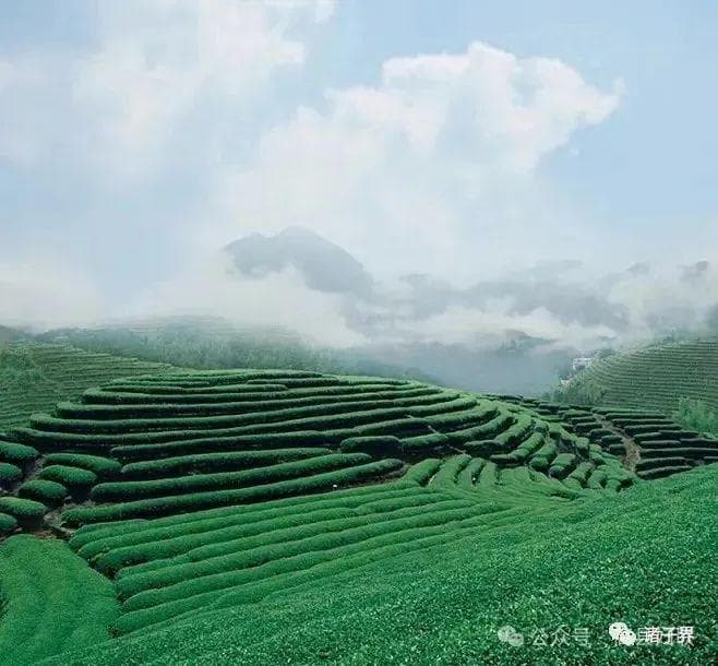 六大茶类、茶道六君子：中国茶文化入门