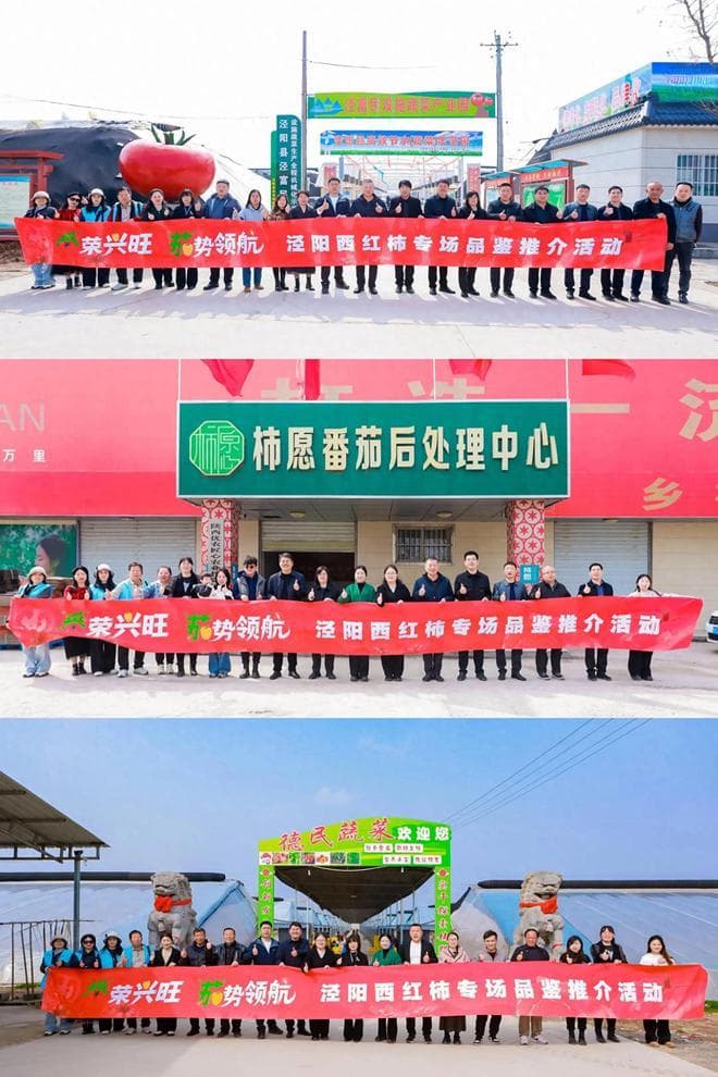 走进泾阳西红柿产地，探秘小果子如何“番”荣兴旺“茄”势领航