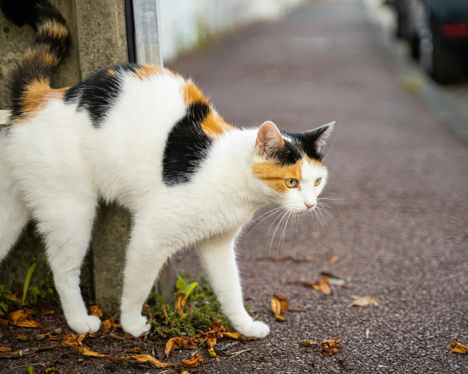 猫咪乱尿？这些妙招让你家喵星人乖乖如厕！