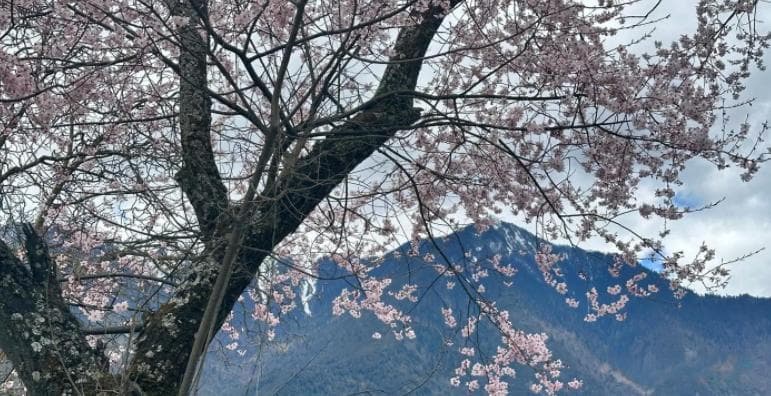 林芝旅游攻略：探秘西藏的江南