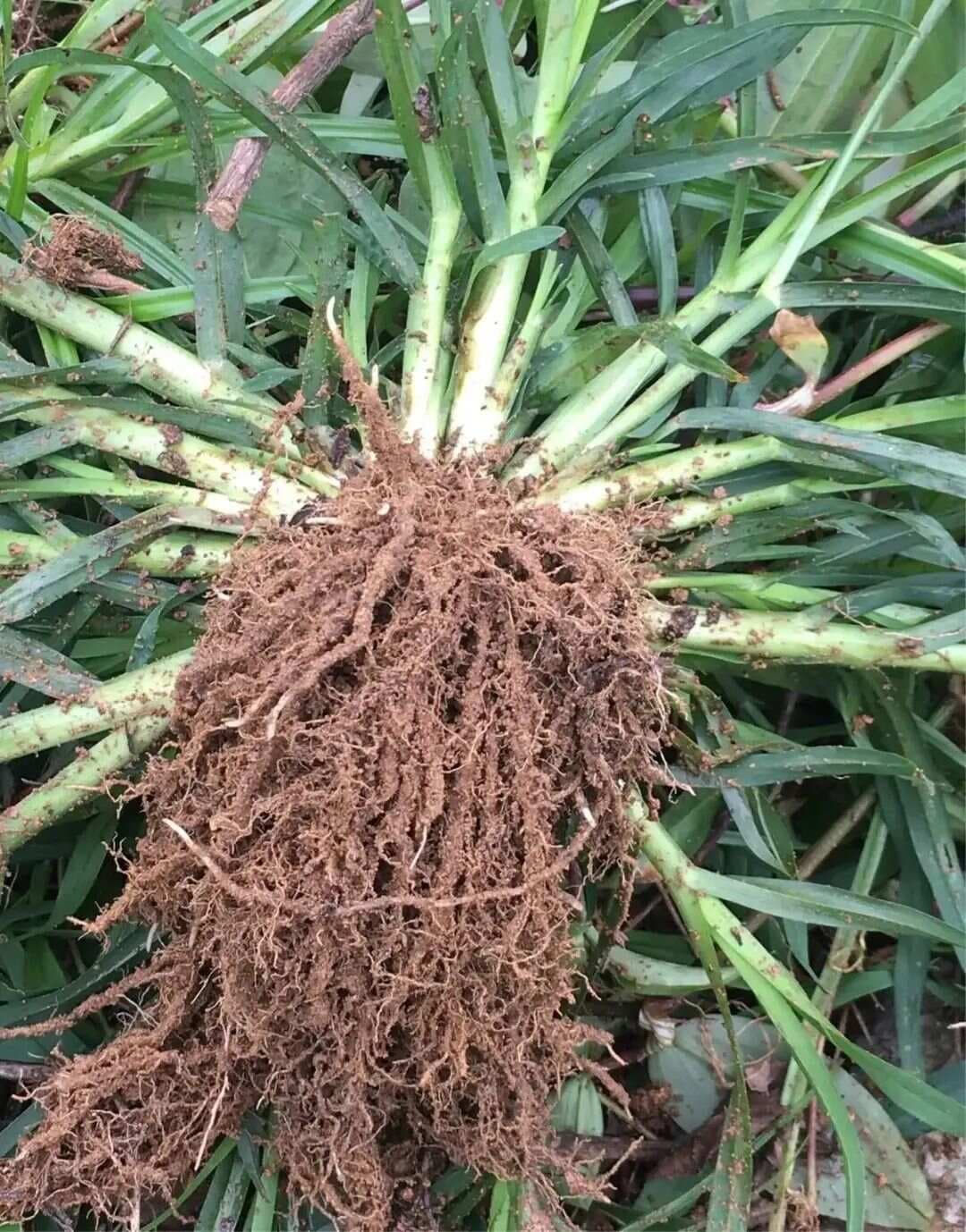 牛筋草——农村常见人们比较熟悉的草本