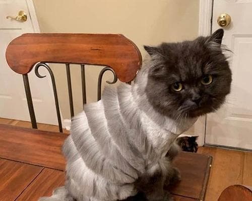 你的宠物猫需要剪毛吗？（探讨猫咪剪毛的必要性与注意事项）