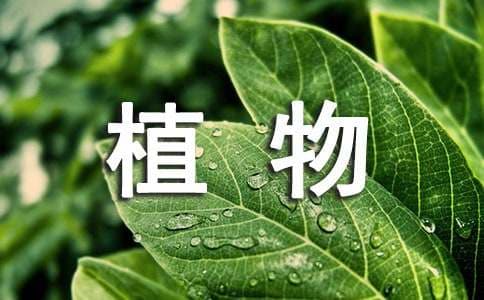植物物候观察报告