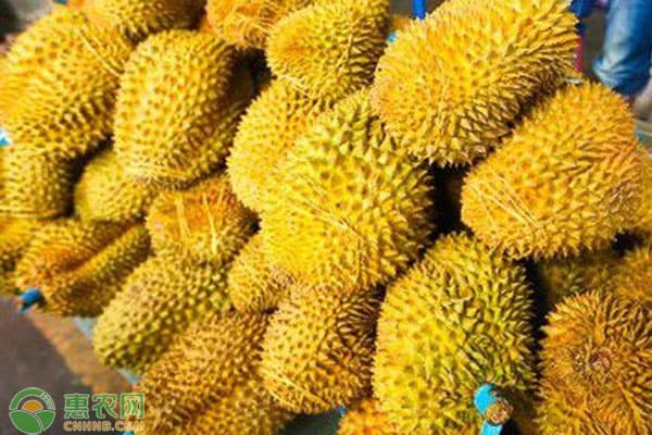 十大榴莲品种排名哪种最贵？