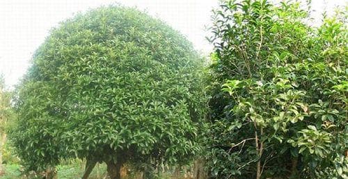 如何合理施肥，让香樟树生长更茂盛（打造健康生长的香樟树，从施肥开始）