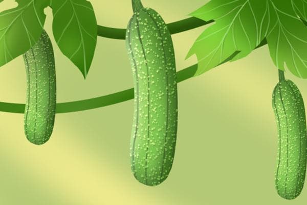 蛇瓜是丝瓜吗？一文详解这两种常见蔬菜的区别