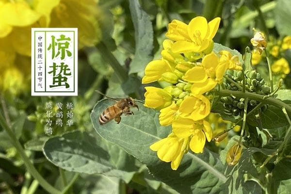 惊蛰是什么意思，惊蛰代表的寓意是什么