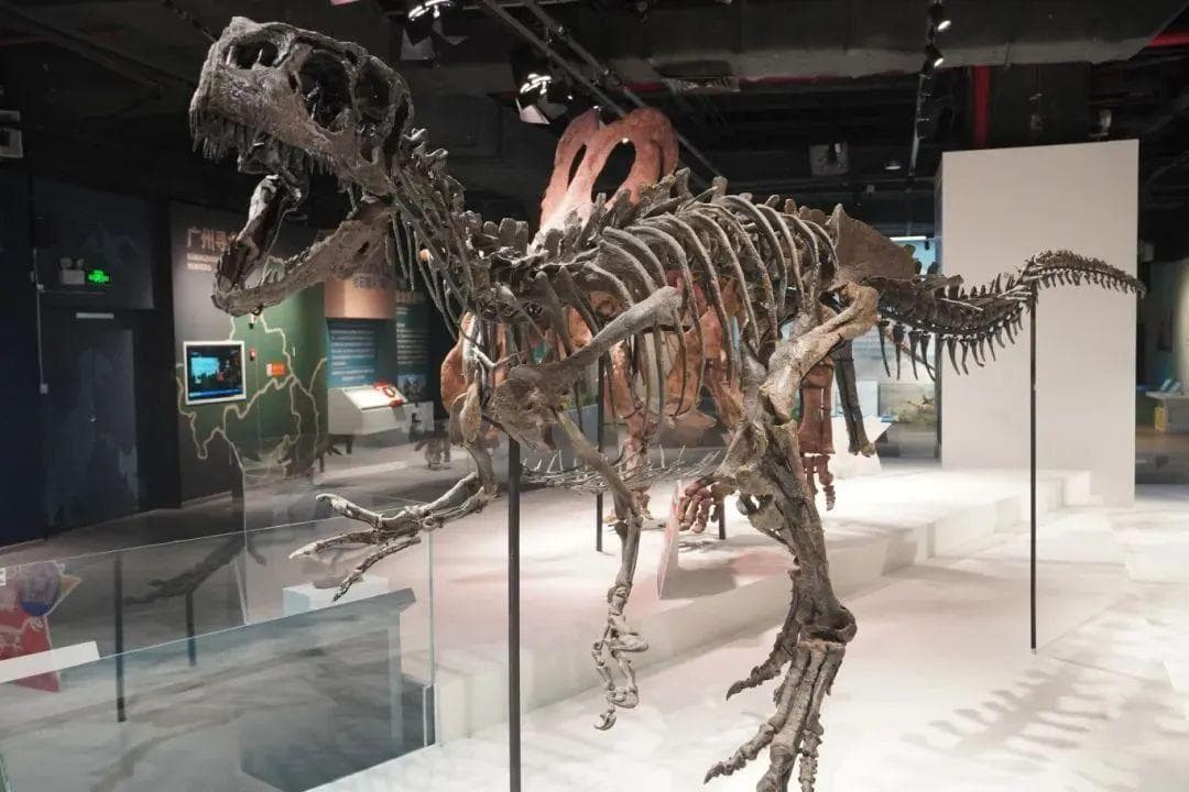 3D科技揭开恐龙“秘密”，这条全国唯一公开展示的异特龙真标本有了新发现