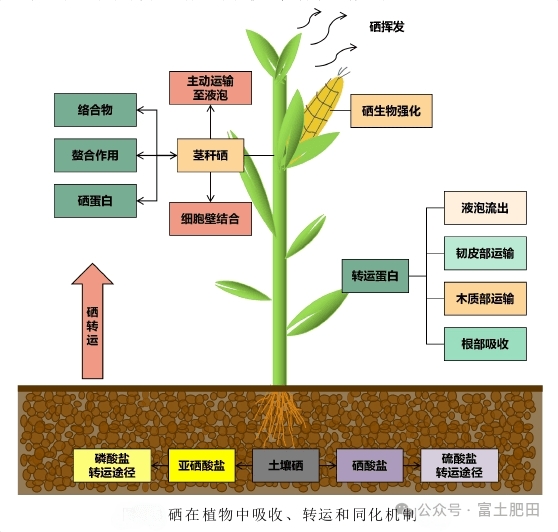 硒在农业上的应用，植物生长的重要有益元素