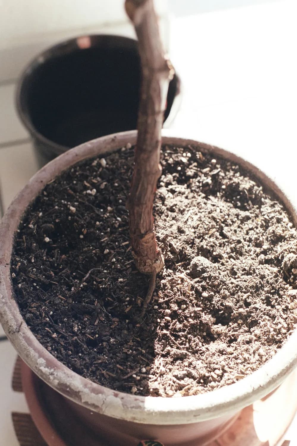 自制生根剂助植物越冬，四种材料促春季快速生根