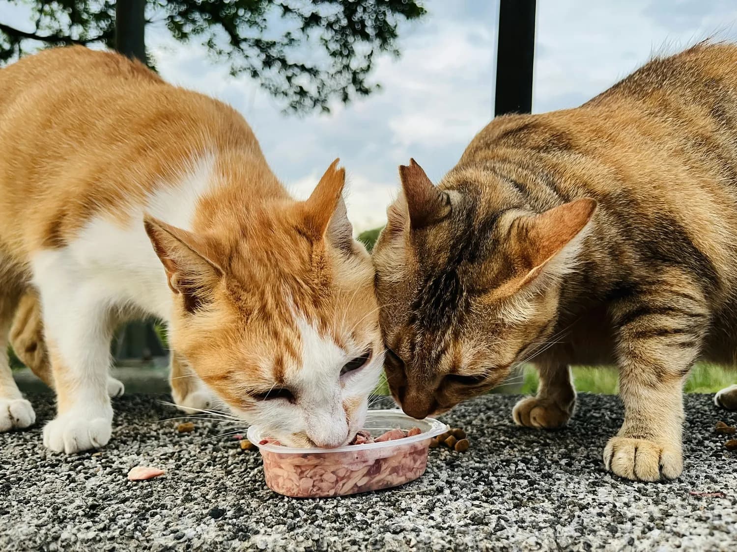 猫咪营养需求揭秘：如何延长喵星人的寿命？