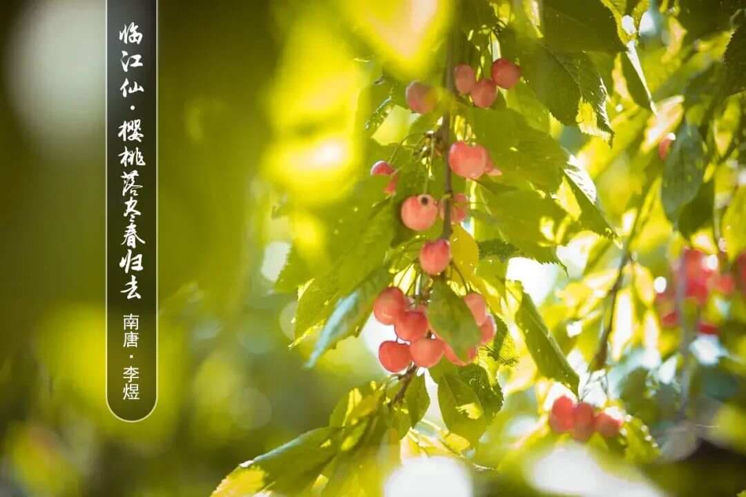 南唐·李煜《临江仙·樱桃落尽春归去》赏析