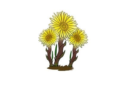 款冬花：四省特产，冬季采收润肺止咳
