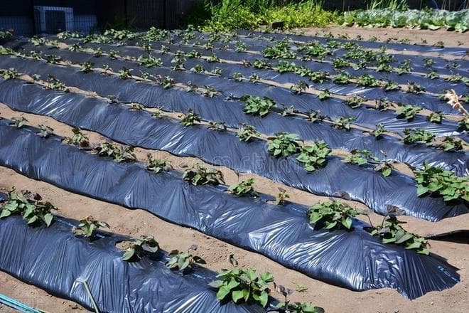 红薯地膜覆盖种植方法