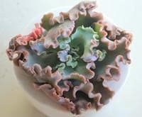 女王花笠Echeveria.cvMeridian