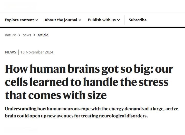 Nature：人类大脑为何能进化得如此庞大？研究揭示背后的细胞压力应对机制