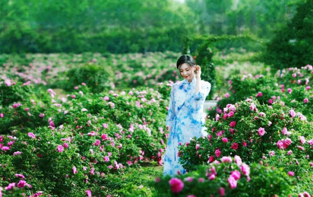 被称“中国玫瑰之都”，这座山东小城究竟有多浪漫？