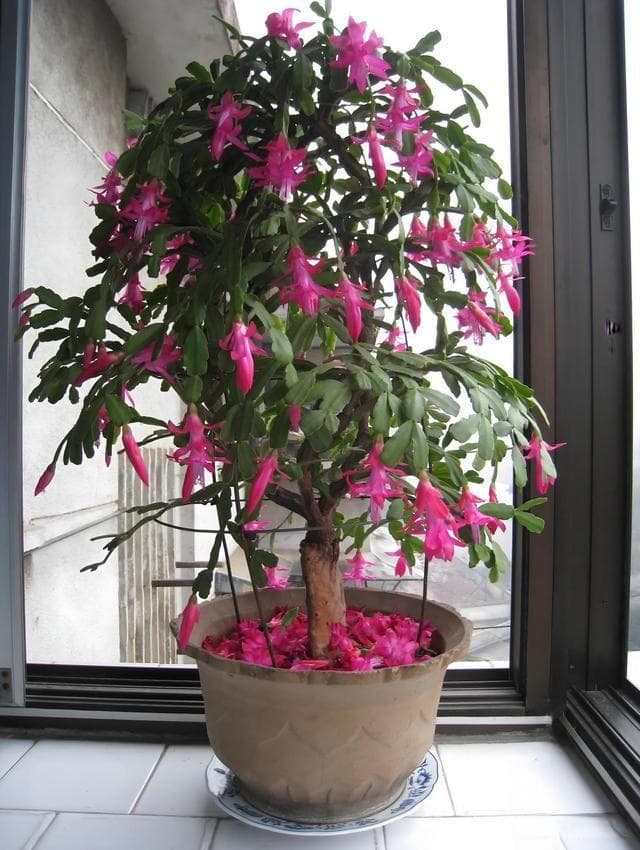 蟹爪兰如何扦插生根快？蟹爪兰需要多少年才能开花