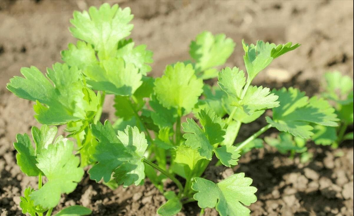 香菜种植方法全过程