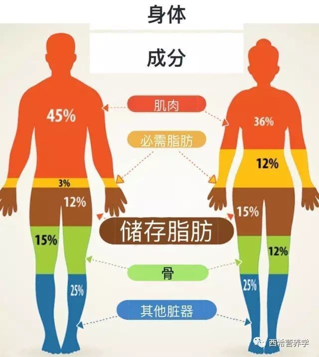 体重，到底是由哪些部分组成的？