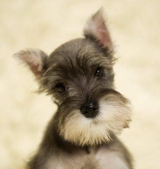 雪纳瑞犬：从体型特征到饲养要点的全方位解析