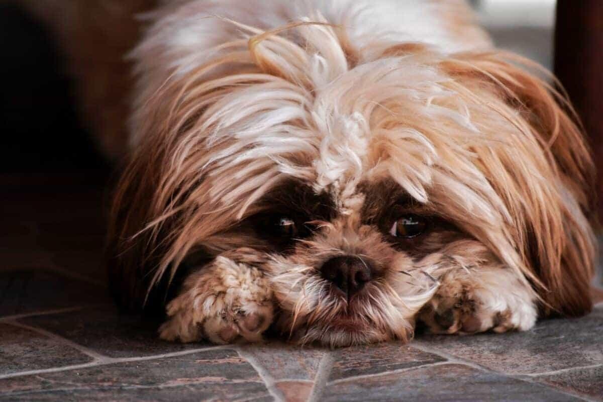 如何应对狗的分离焦虑
