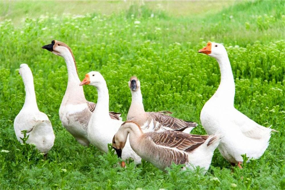 中国“10大好吃鹅肉”在哪？看内行推荐：这10个地方做鹅水平高！