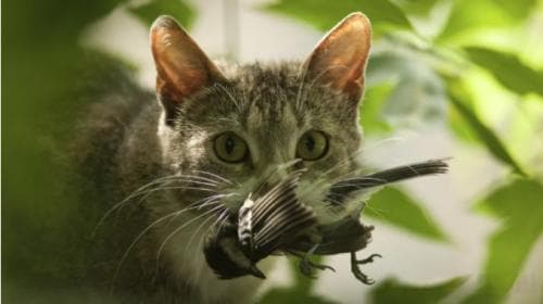 研究揭示：猫每年捕食中国野生动物百亿只，生态威胁堪比美国