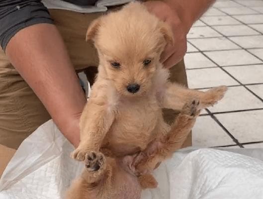 科学养护你的爱犬：从饮食到睡眠的全方位指南