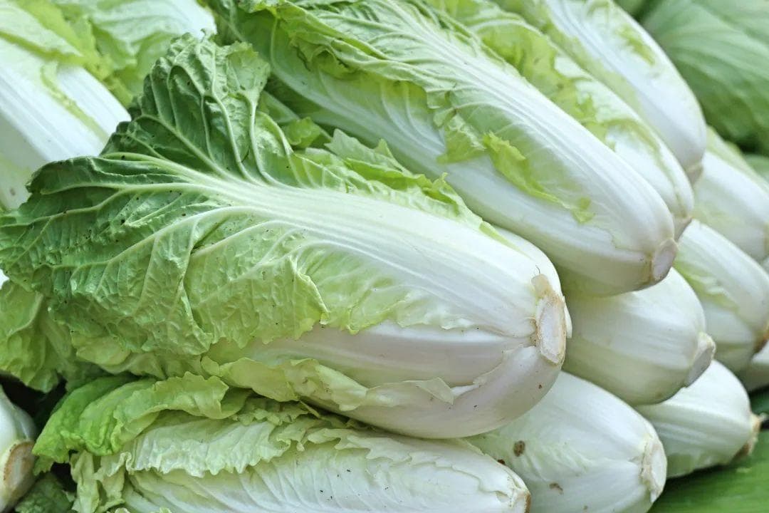 大白菜长了小黑点，可以吃！但要排除这种情况......
