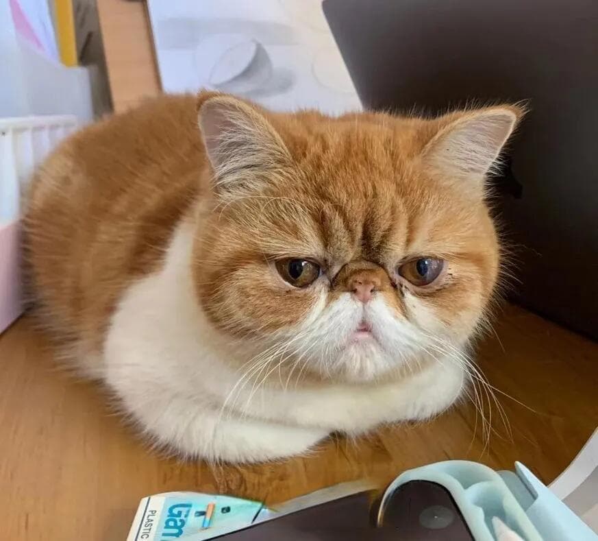 揭秘猫咪"揣手手"：这三种可能的意思你一定要知道