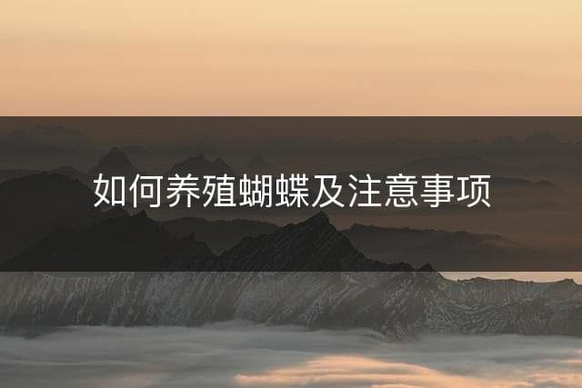 如何养殖蝴蝶及注意事项