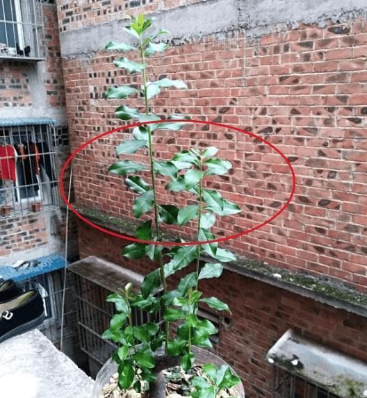 金弹子盆景养护指南：如何应对枝条徒长问题