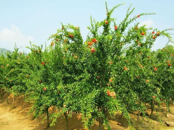 北方地区耐寒石榴树种植指南
