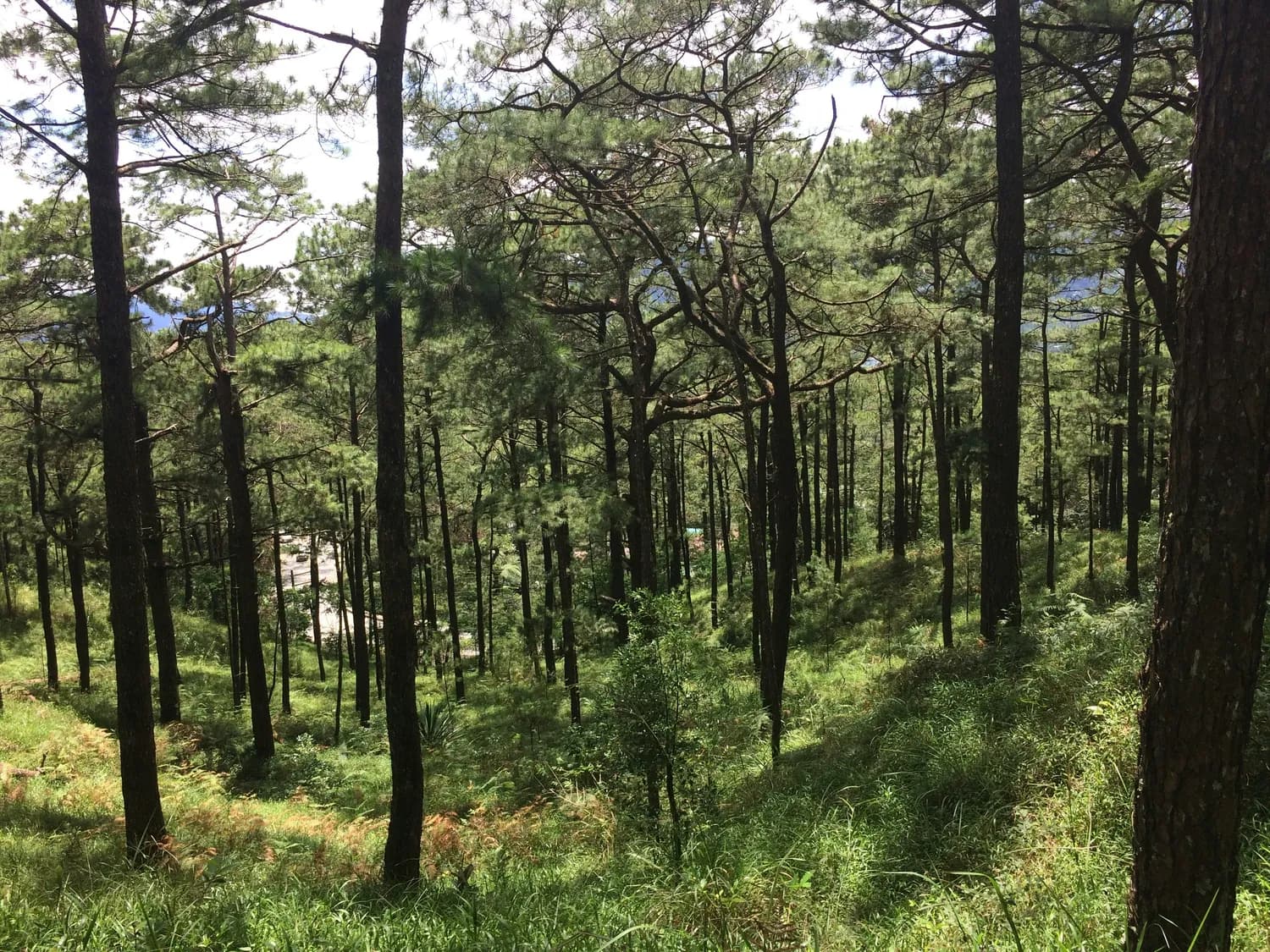 小陇山林区：落叶松木材的绿色未来
