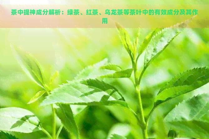 茶中提神成分解析：绿茶、红茶、乌龙茶等茶叶中的有效成分及其作用